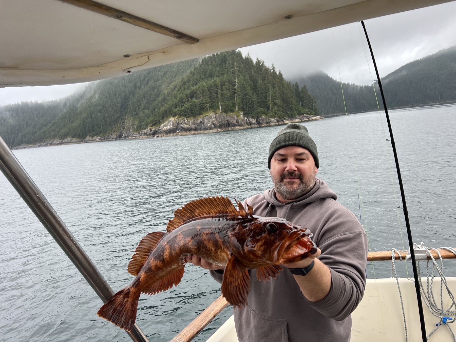 Copper rockfish